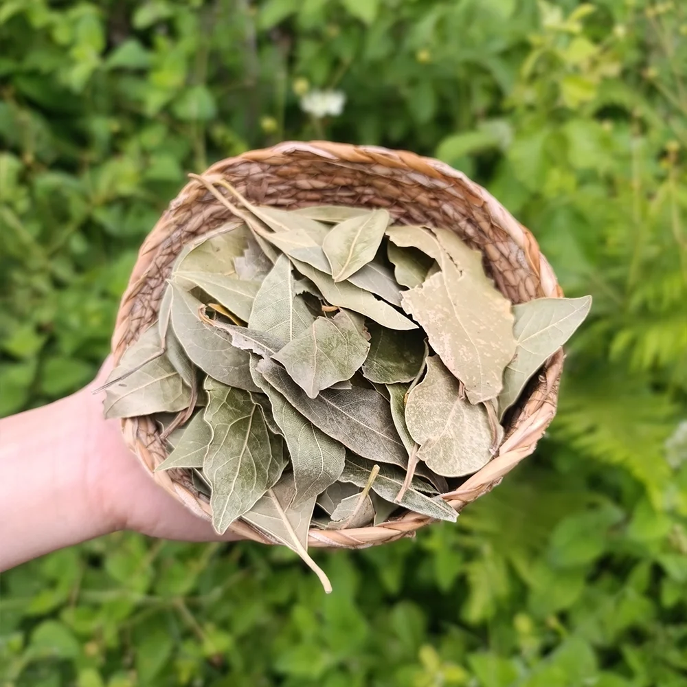 Defne Yaprağı (1 kg)