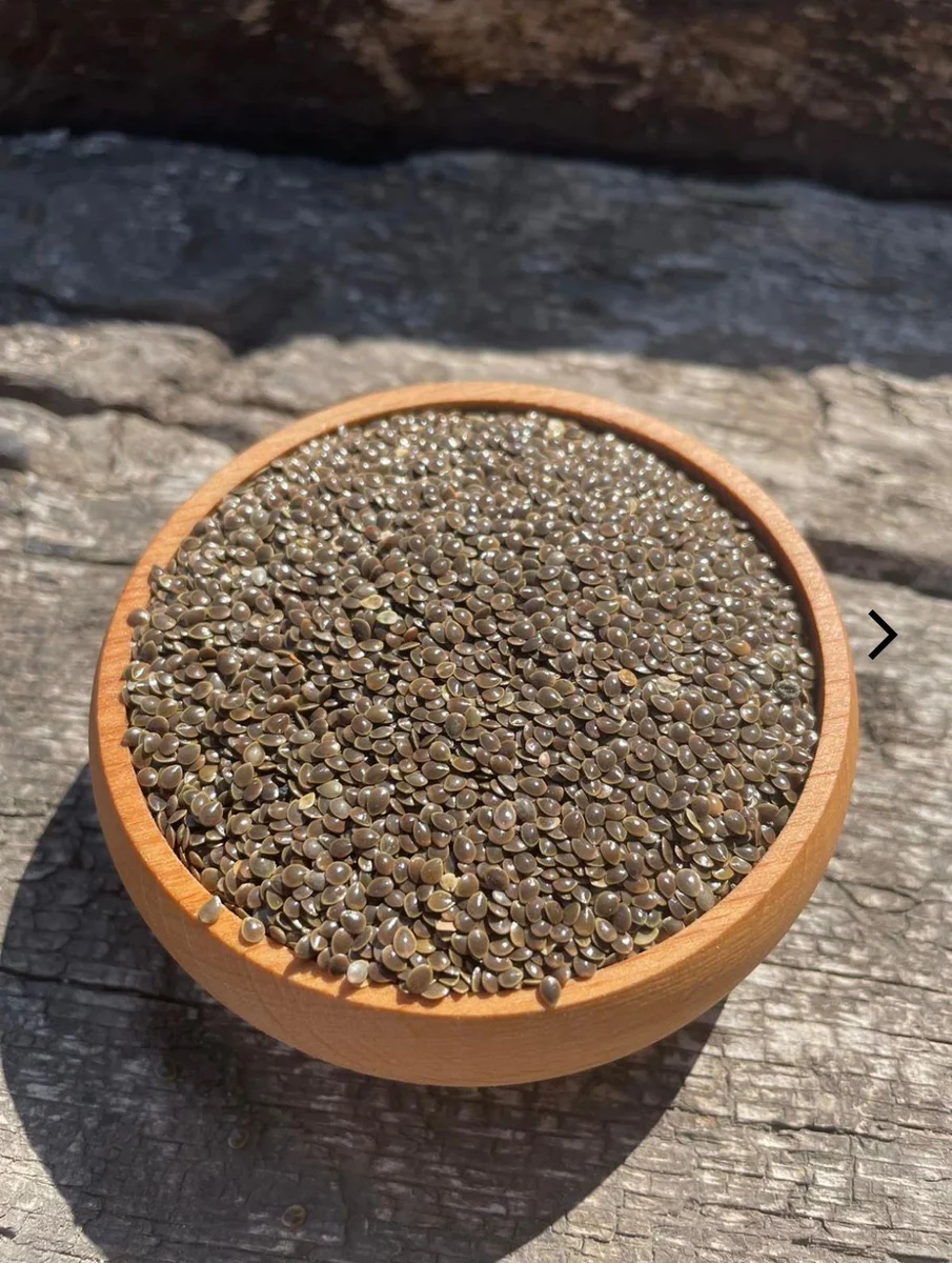 Isırgan Tohumu (1 kg)