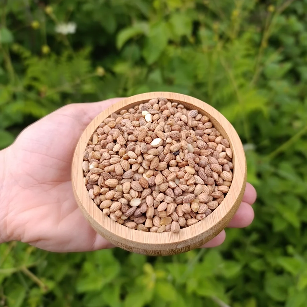 Mahlep (1 kg) | Biçerler Baharat